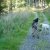 Trainingsspaziergang